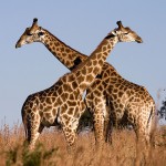 1200px-Giraffe_Ithala_KZN_South_Africa_Luca_Galuzzi_2004