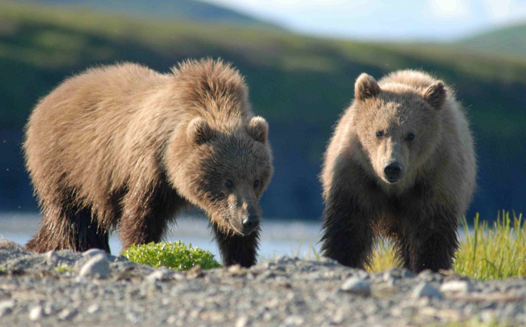 Bears_Alaska_(3)