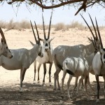 arabian-oryx-596806_960_720