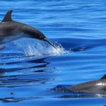delfiny_na_mauritiusie_plywanie_z_delfinami
