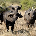 depositphotos_129690784-stock-photo-wild-african-buffalo-bull