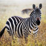 depositphotos_19230703-stock-photo-zebra-portrait-on-african-savanna (1)