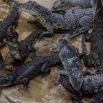 depositphotos_64747557-stock-photo-small-crocodiles-in-a-terrarium