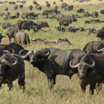 depositphotos_7672495-stock-photo-african-buffalo