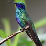 hummingbird-1823829_960_720
