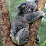 koala_donate