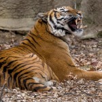 z24084624V,Tygrys-malajski--Panthera-tigris-jacksoni-